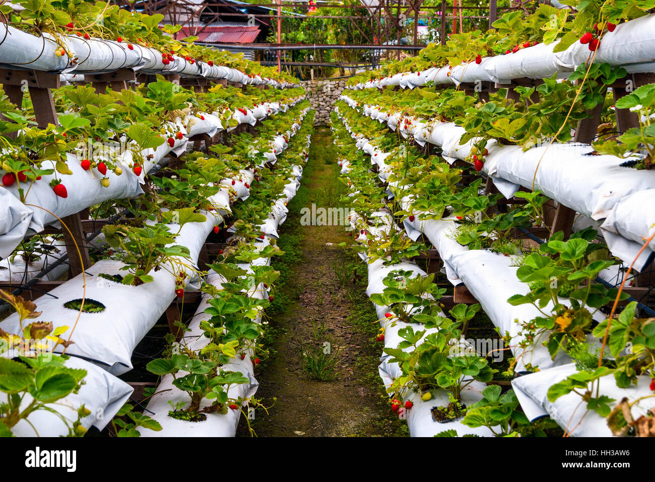Strawberries growing in lines in greenhouse farm Stock Photo Alamy