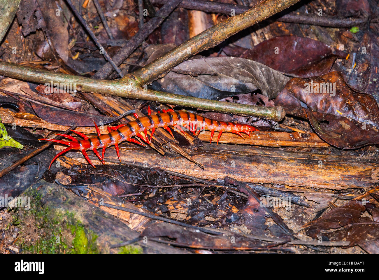 Cherry red centipede on ground in rainforest of Malaysia Stock Photo