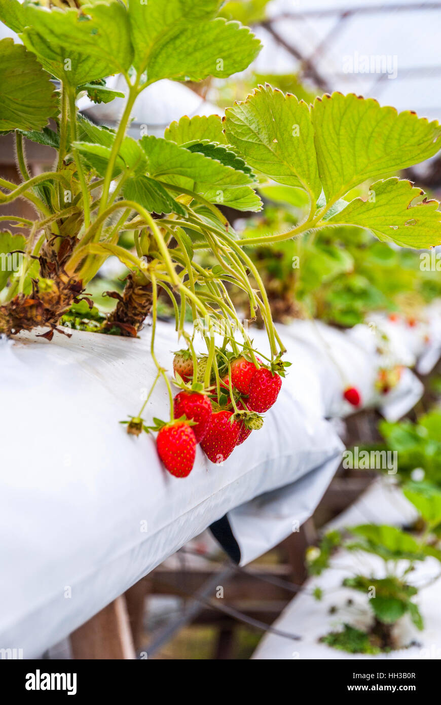 Strawberries growing in lines in greenhouse farm Stock Photo Alamy