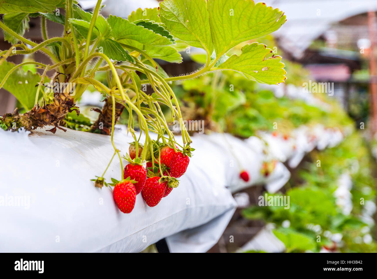 Strawberries growing in lines in greenhouse farm Stock Photo - Alamy
