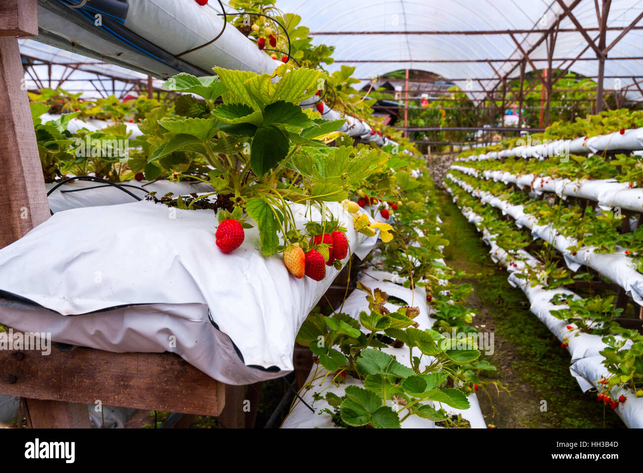 Strawberries growing in lines in greenhouse farm Stock Photo - Alamy