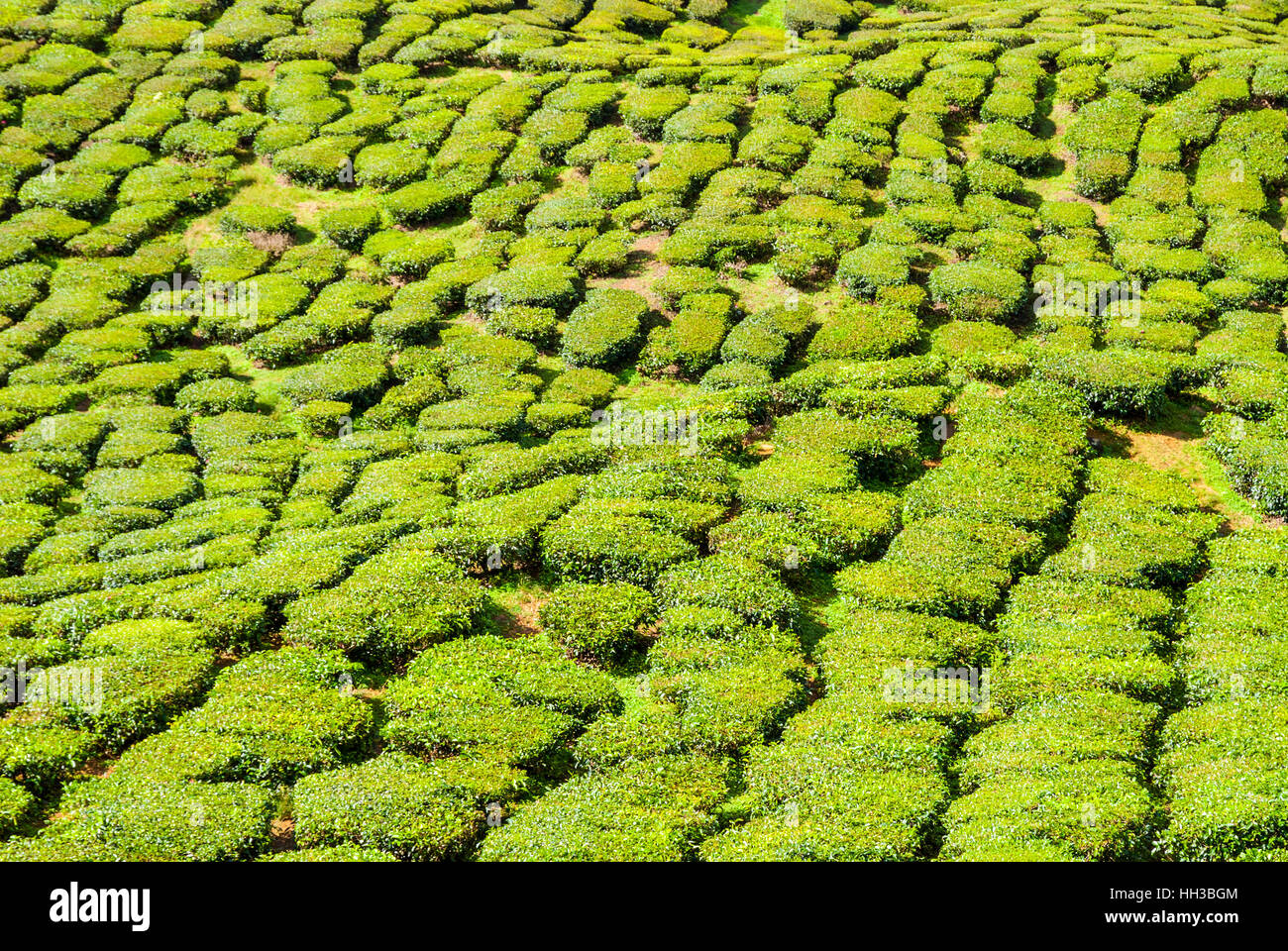 Scenic tea plantations in cameron highlands, Malaysia Stock Photo