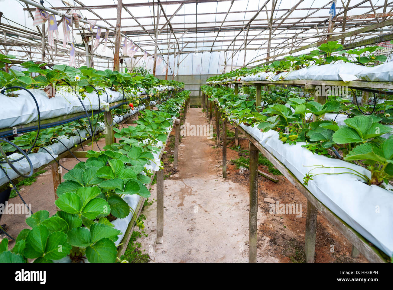 Strawberries growing in lines in greenhouse farm, Cameron highlands