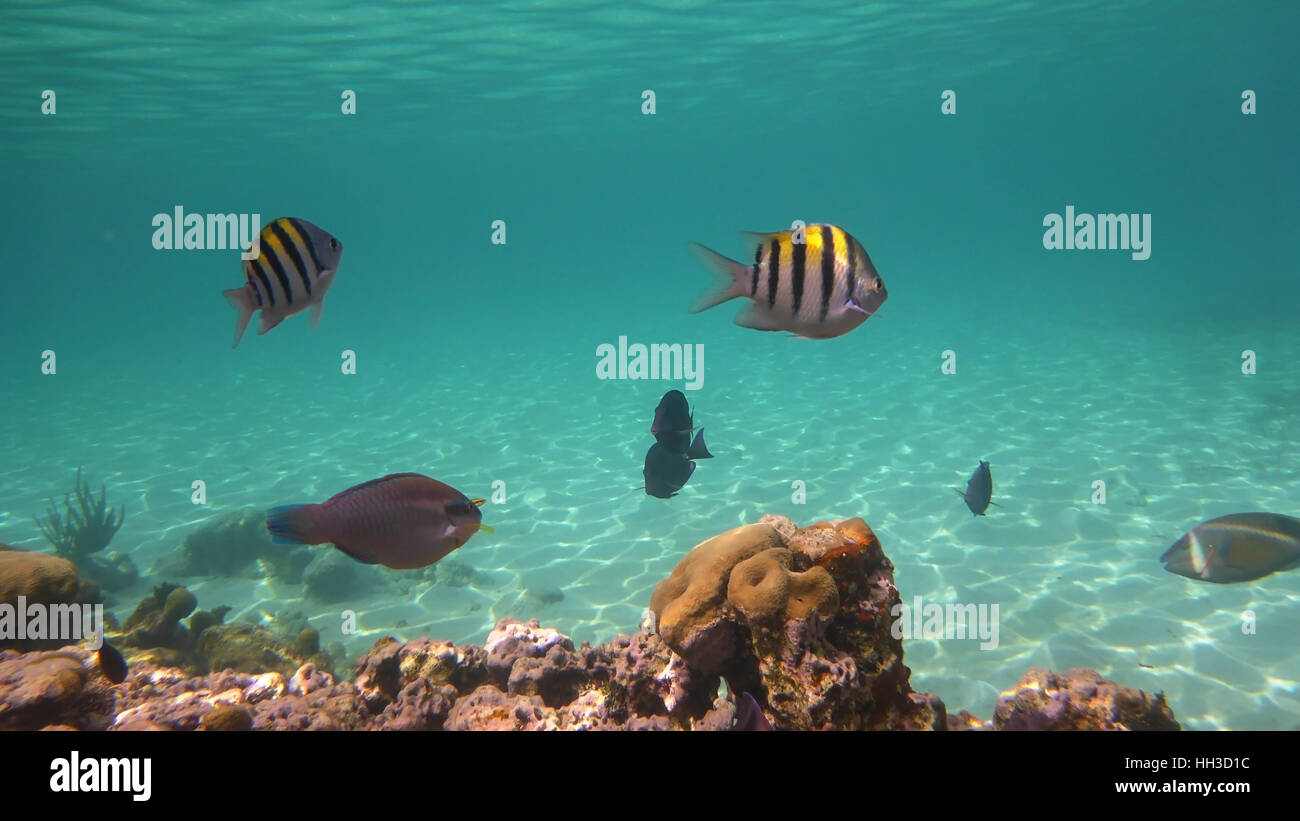 Tropical fish in the ocean Stock Photo Alamy