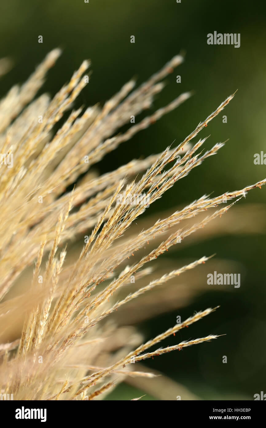Gras Razier Grasstengel hi-res stock photography and images - Alamy