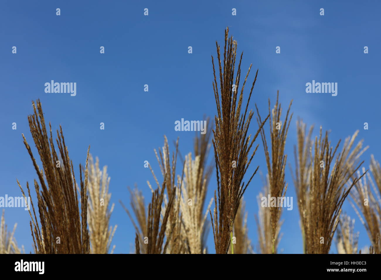 Gras Gräser Stock Photo