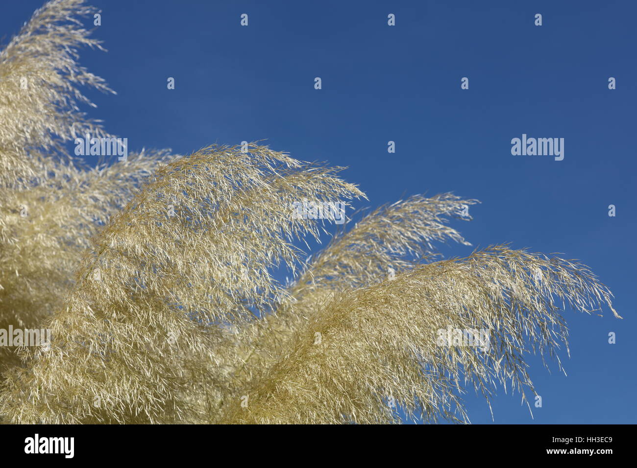 Gras Gräser Stock Photo