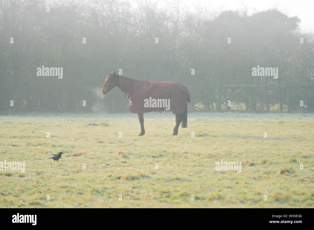 Horse on a hazy winters morning Stock Photo