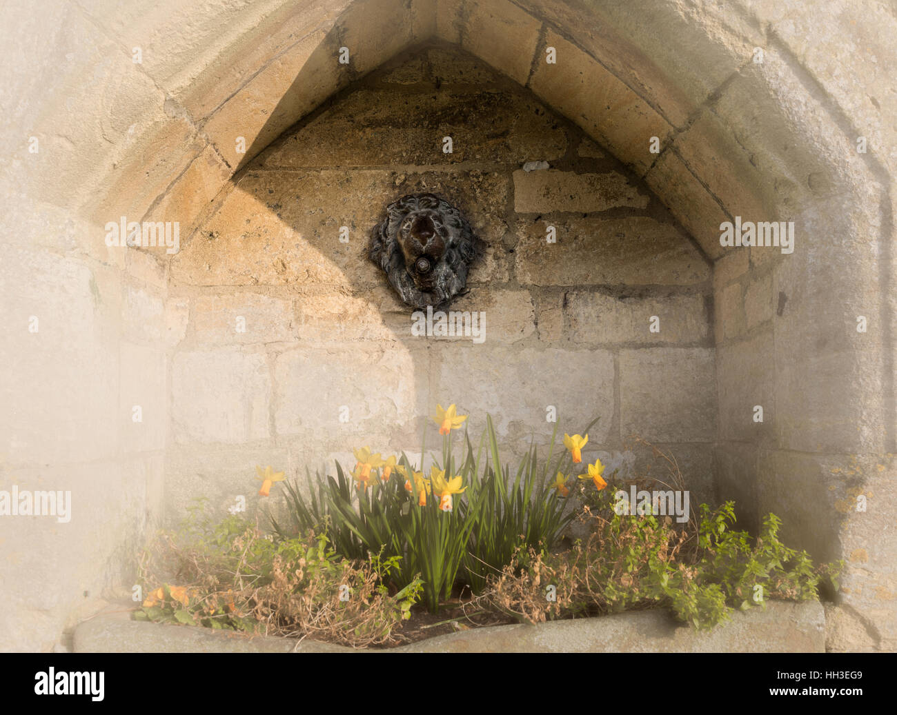 Village daffodils in stone flowerbed Stock Photo