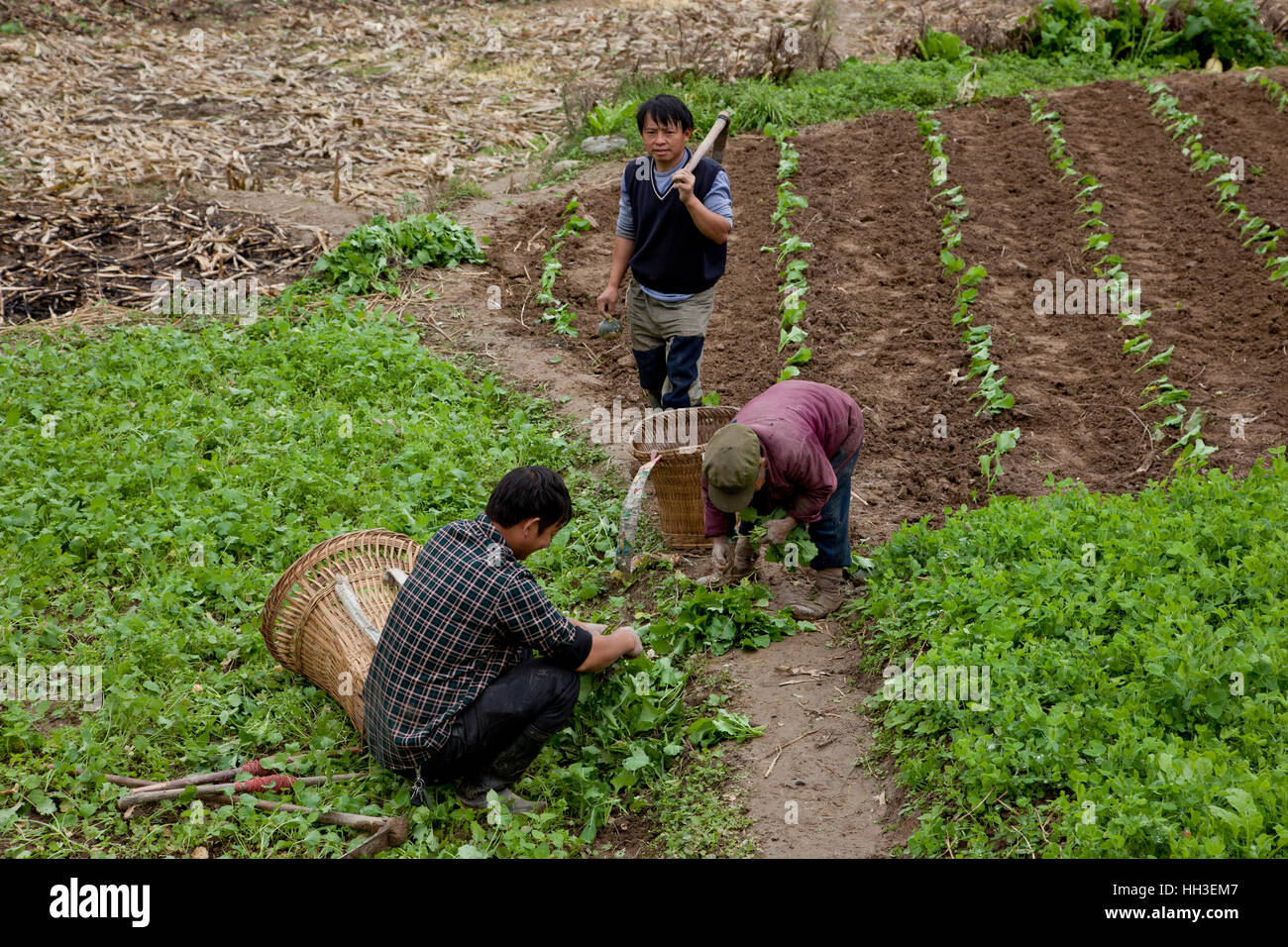 Farmers work in their fields in a small village in west China. Stock Photo