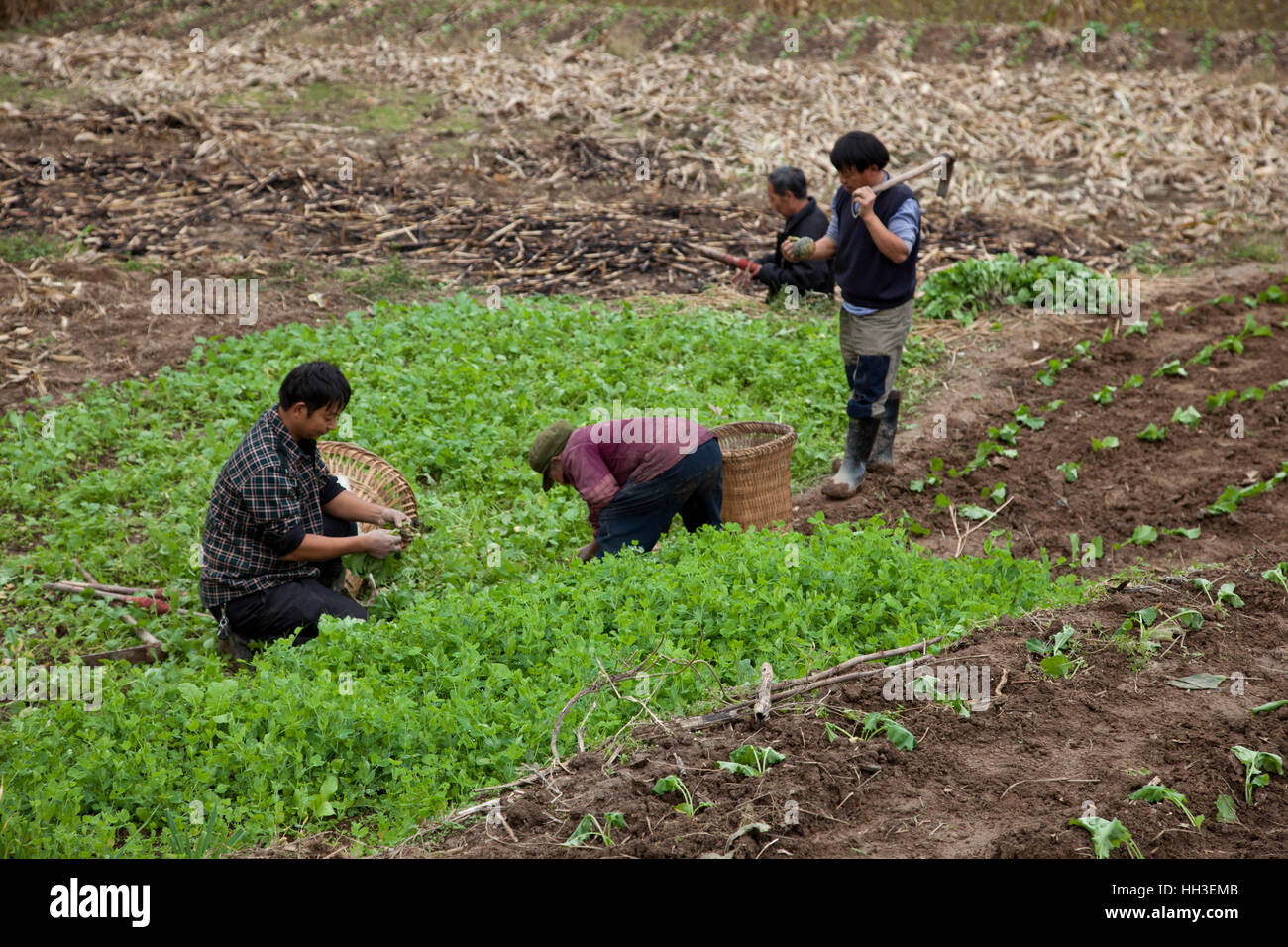 Farmers work in their fields in a small village in west China. Stock Photo