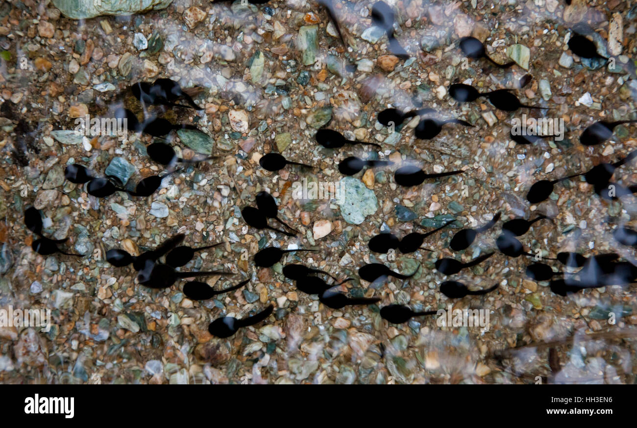 Tadpoles in shallow stream in Bai Shui Jiang nature reserve in Sichuan in China. Stock Photo