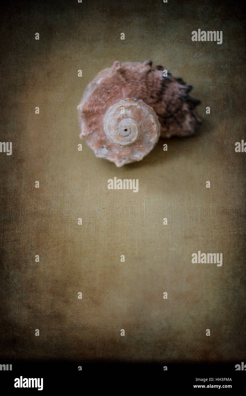 Still life of shell on textured background Stock Photo - Alamy