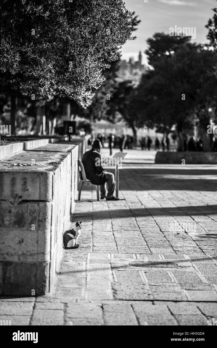 A Muslim man prays near the Dome of the Rock on the Haram al-Sharif, also known as the Temple Mount, Jerusalem's Old City,Israel Stock Photo