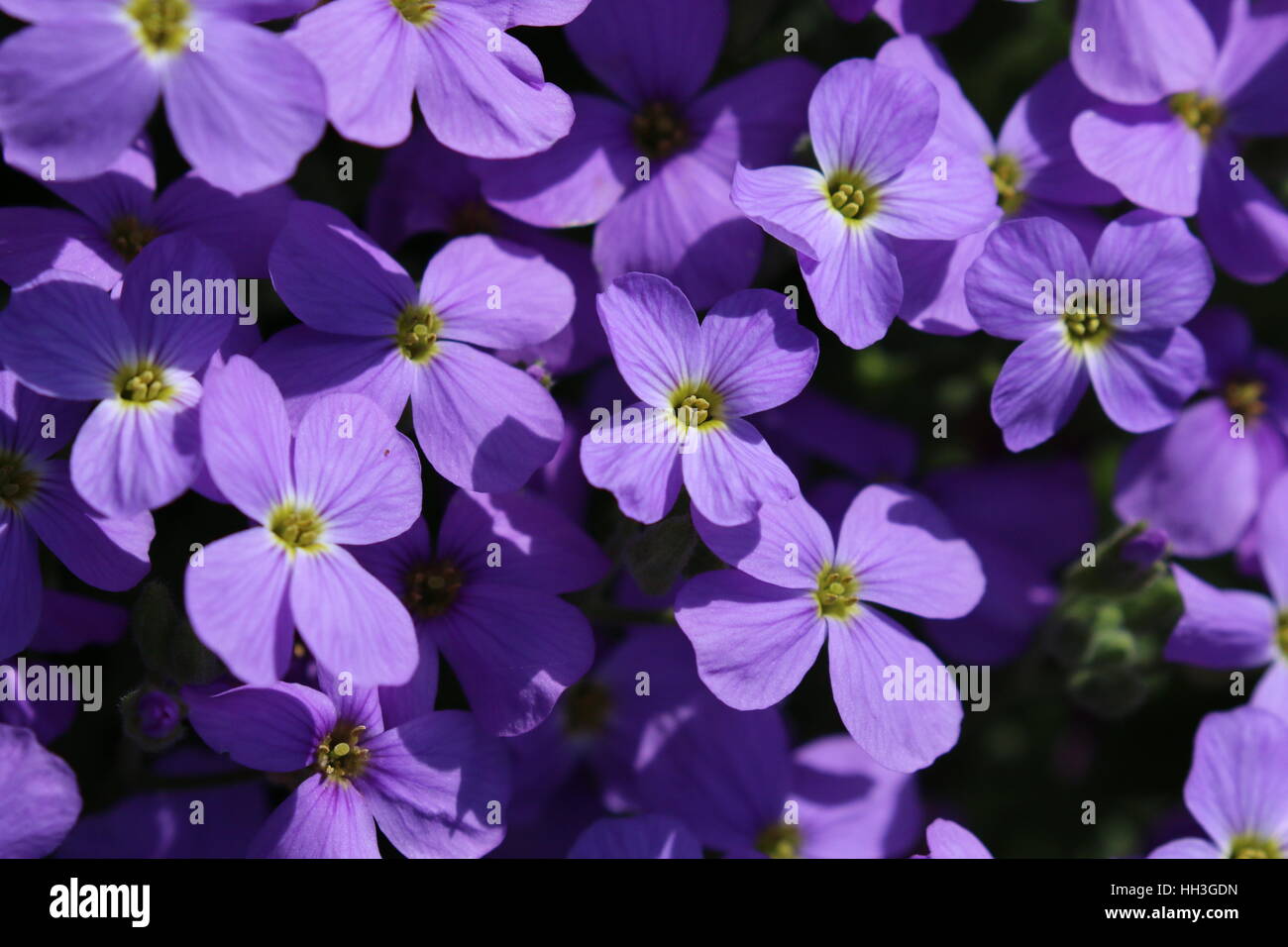 Purple Aubrieta in the garden Stock Photo
