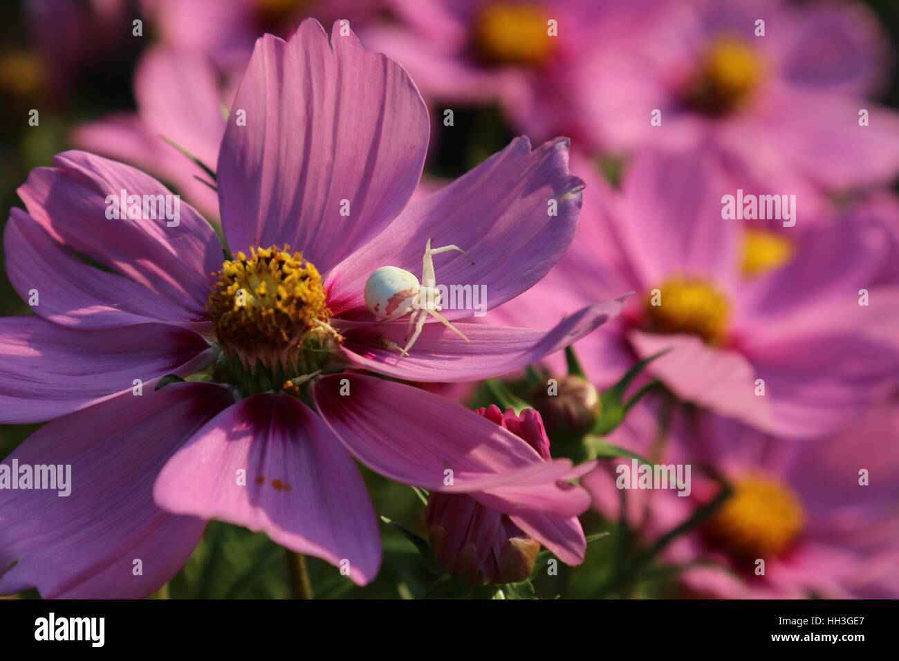 Weisse cosmeen hi-res stock photography and images - Alamy