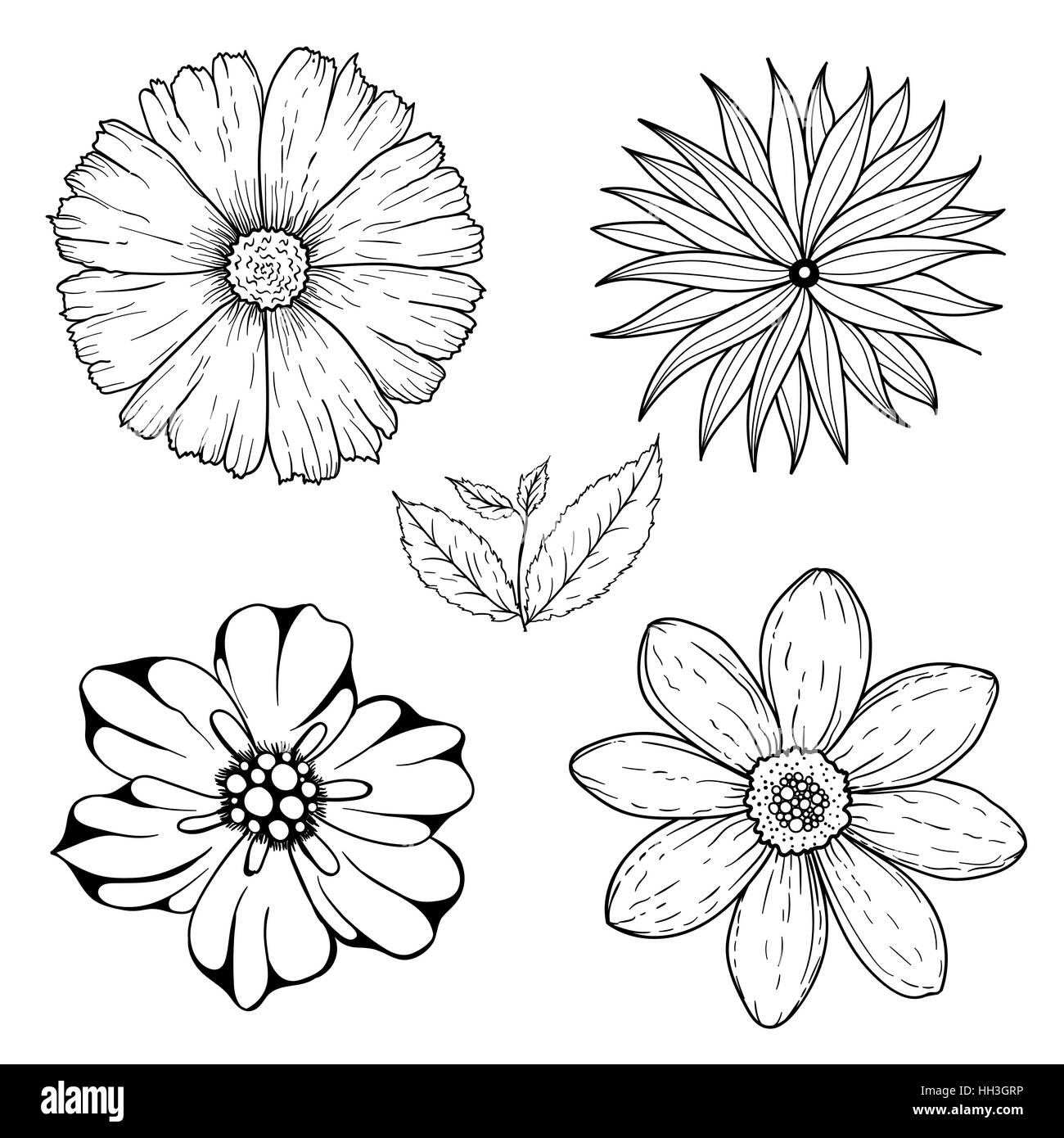 Vector set of hand drawn colorless flowers and leaf branch. Black white