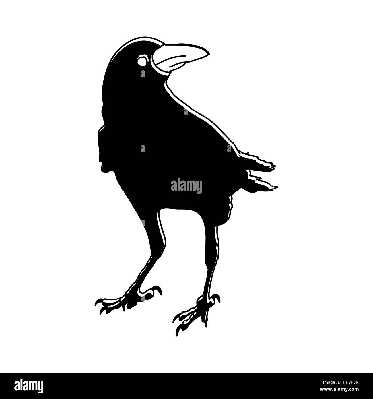 silhouette of a crows in different positions. vector illustration Stock ...