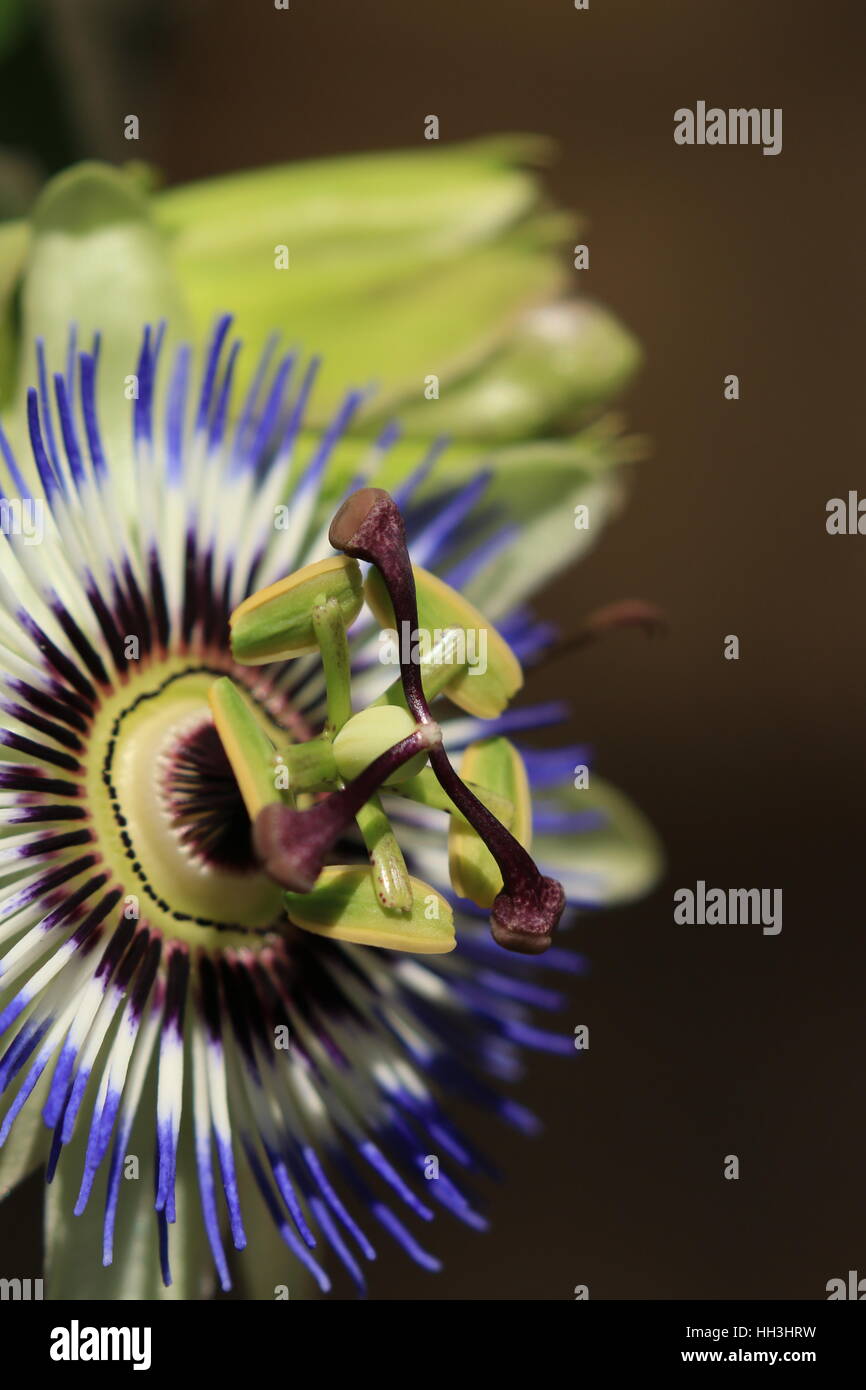 Passion flowers passion flower greenhouse hires stock photography and
