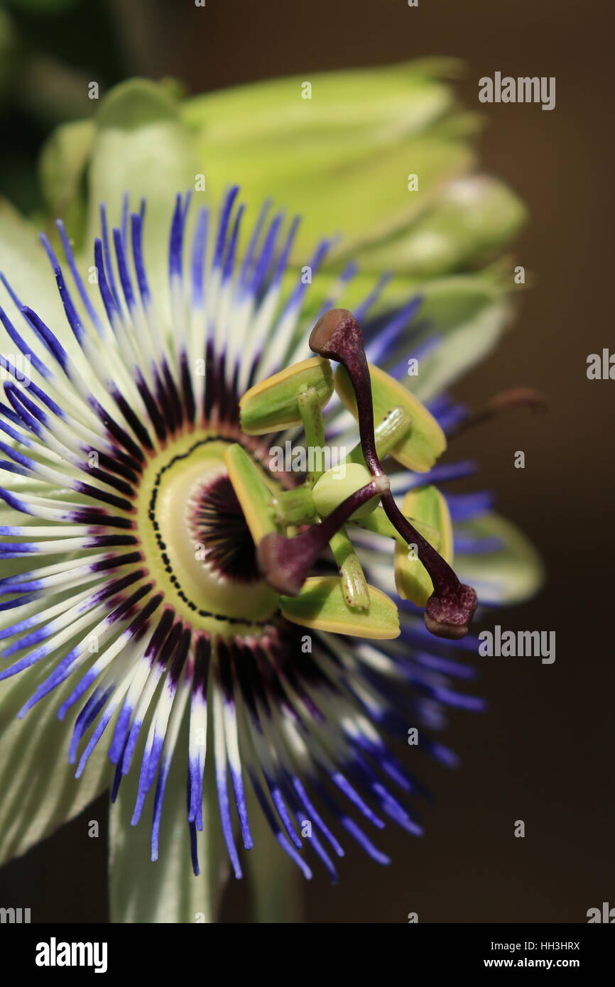 Passionflower blossom Stock Photo