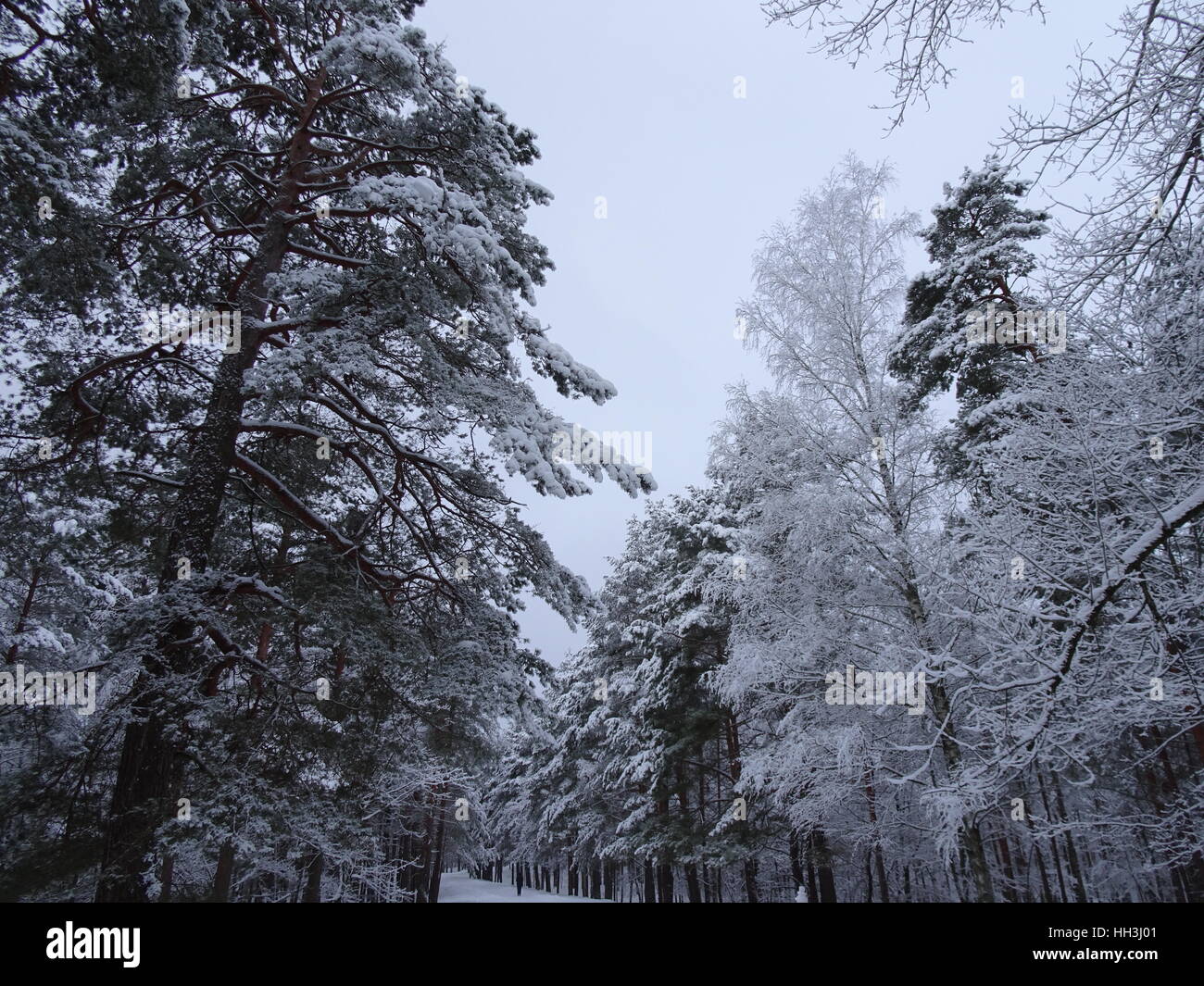 Trees covered in snow, looking up in the skies Stock Photo - Alamy