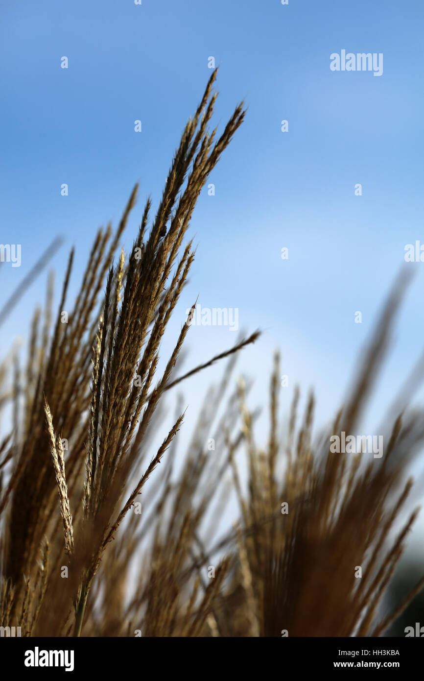 Gras Razier Ziergras hi-res stock photography and images - Alamy