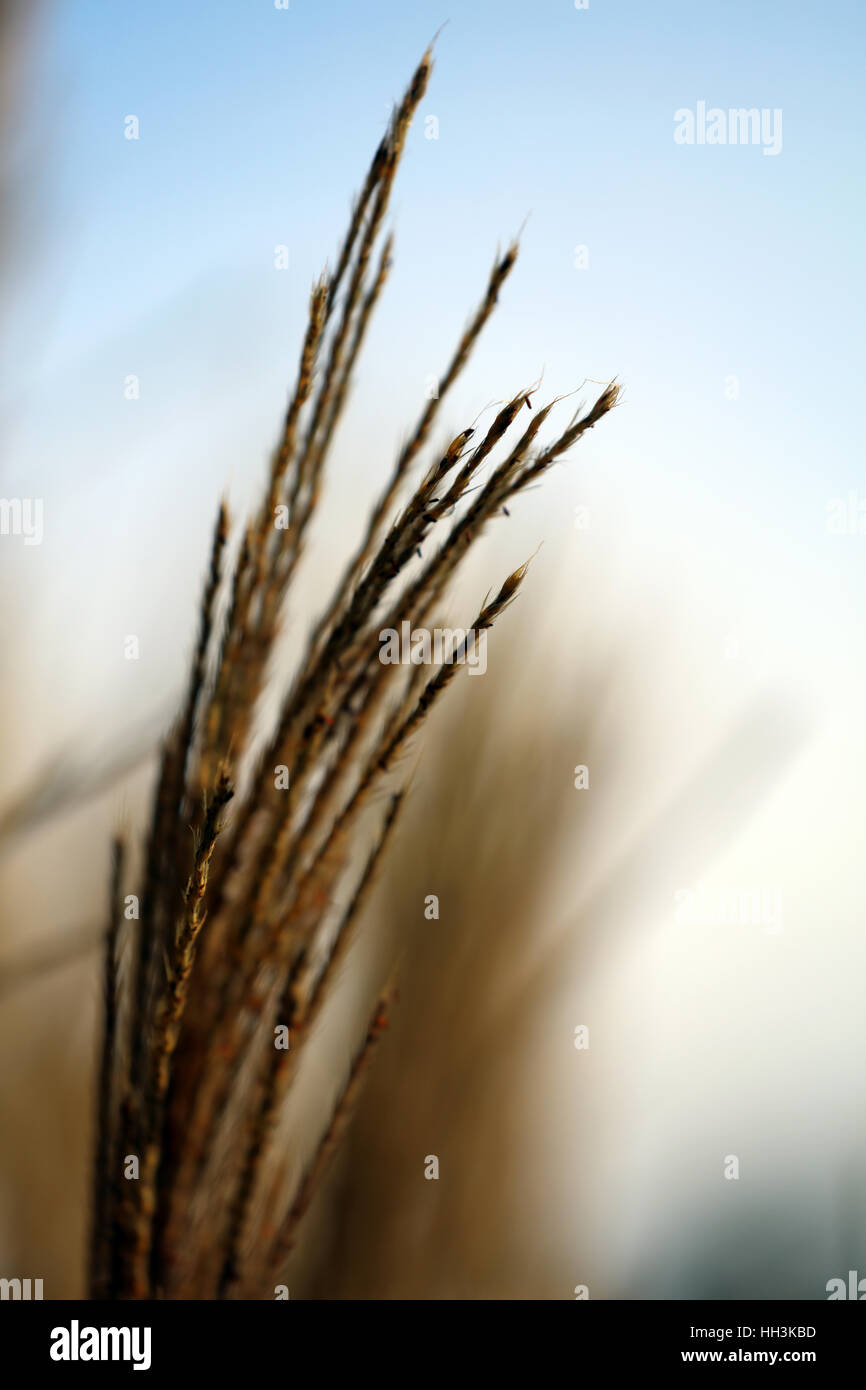 Gras Razier Ziergras hi-res stock photography and images - Alamy