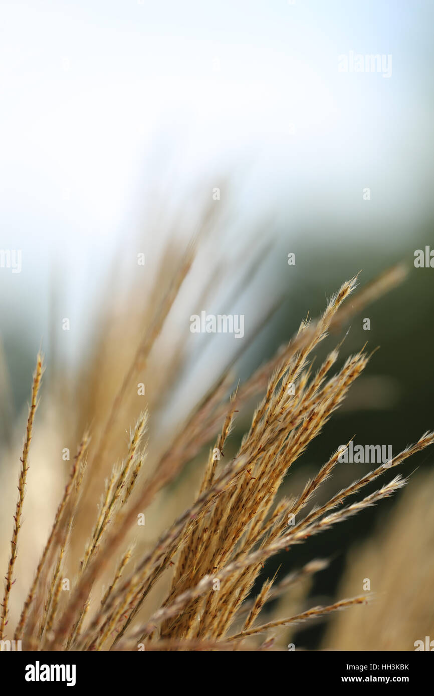Gras Razier Ziergras hi-res stock photography and images - Alamy