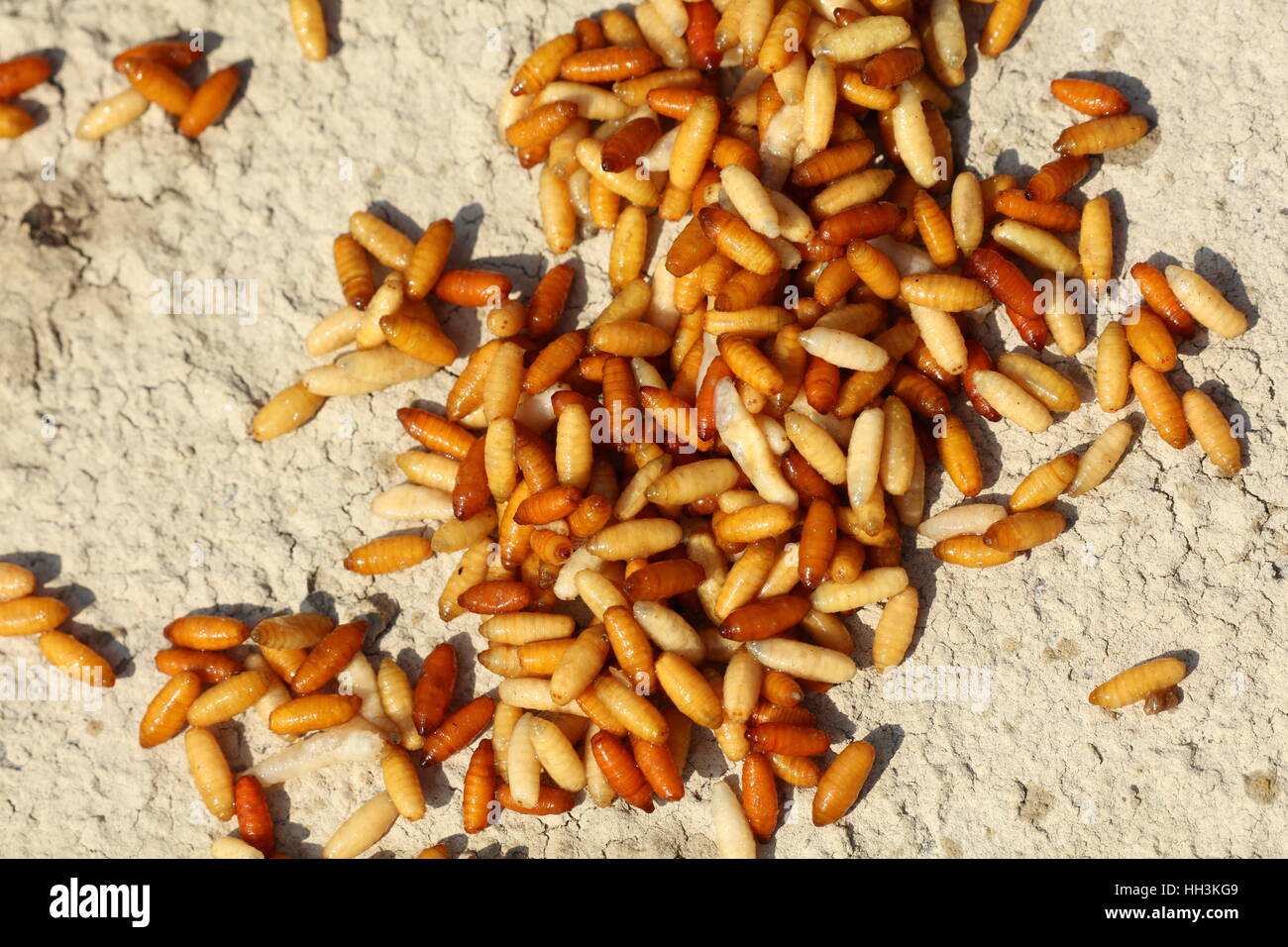 Maggots for fishing Stock Photo Alamy