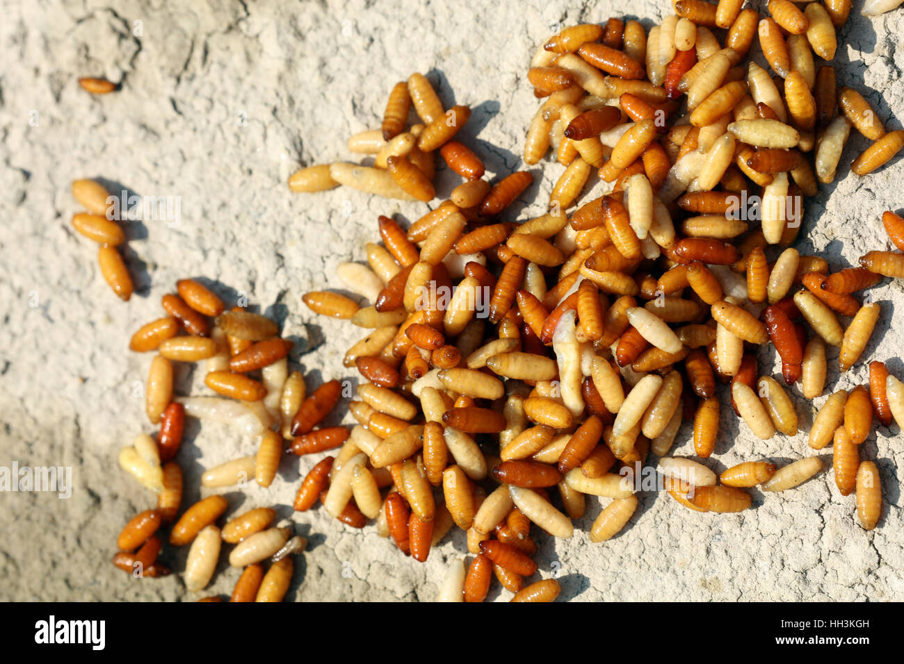 Maggots for fishing Stock Photo Alamy