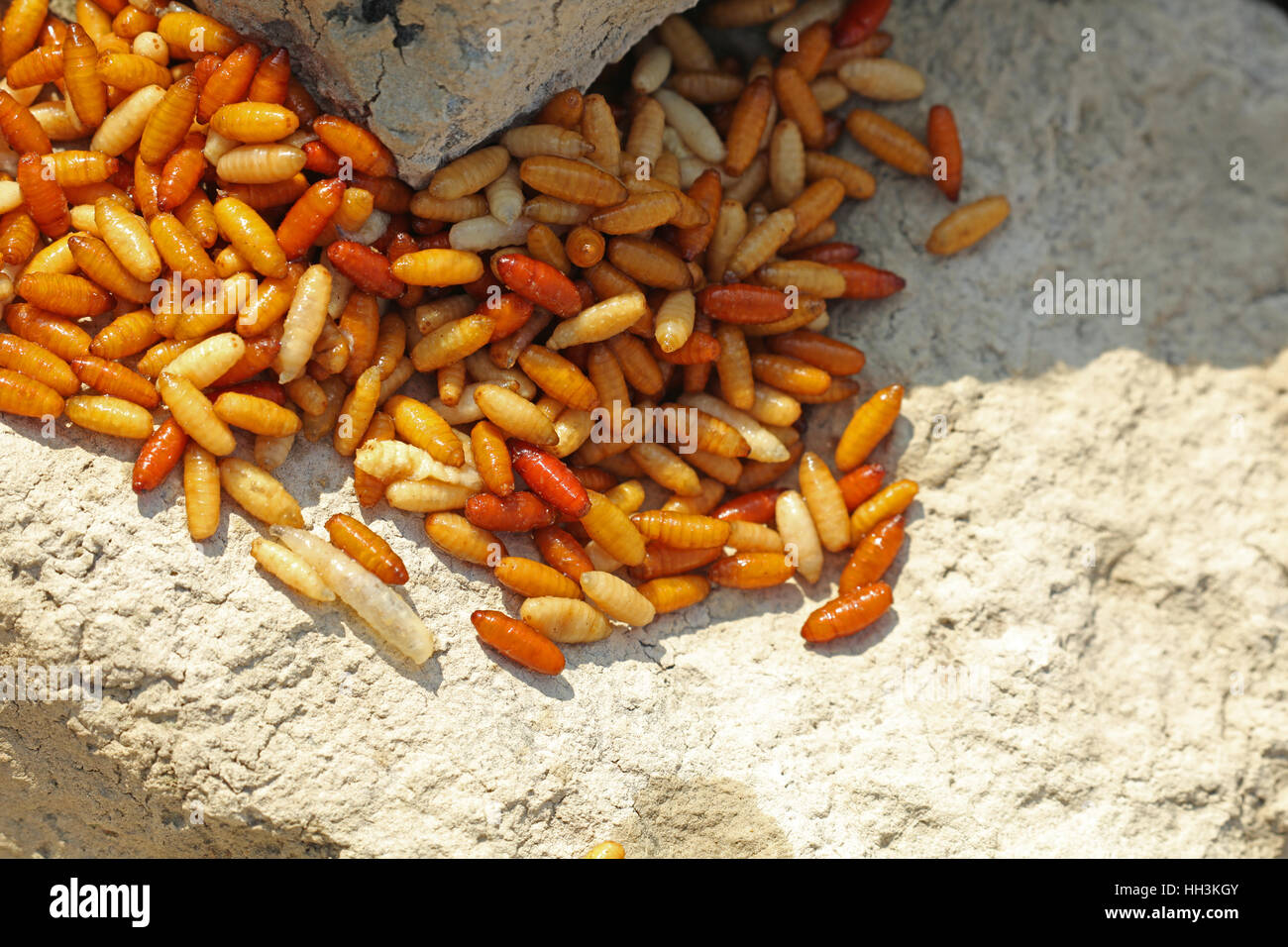 Maggots for fishing Stock Photo Alamy