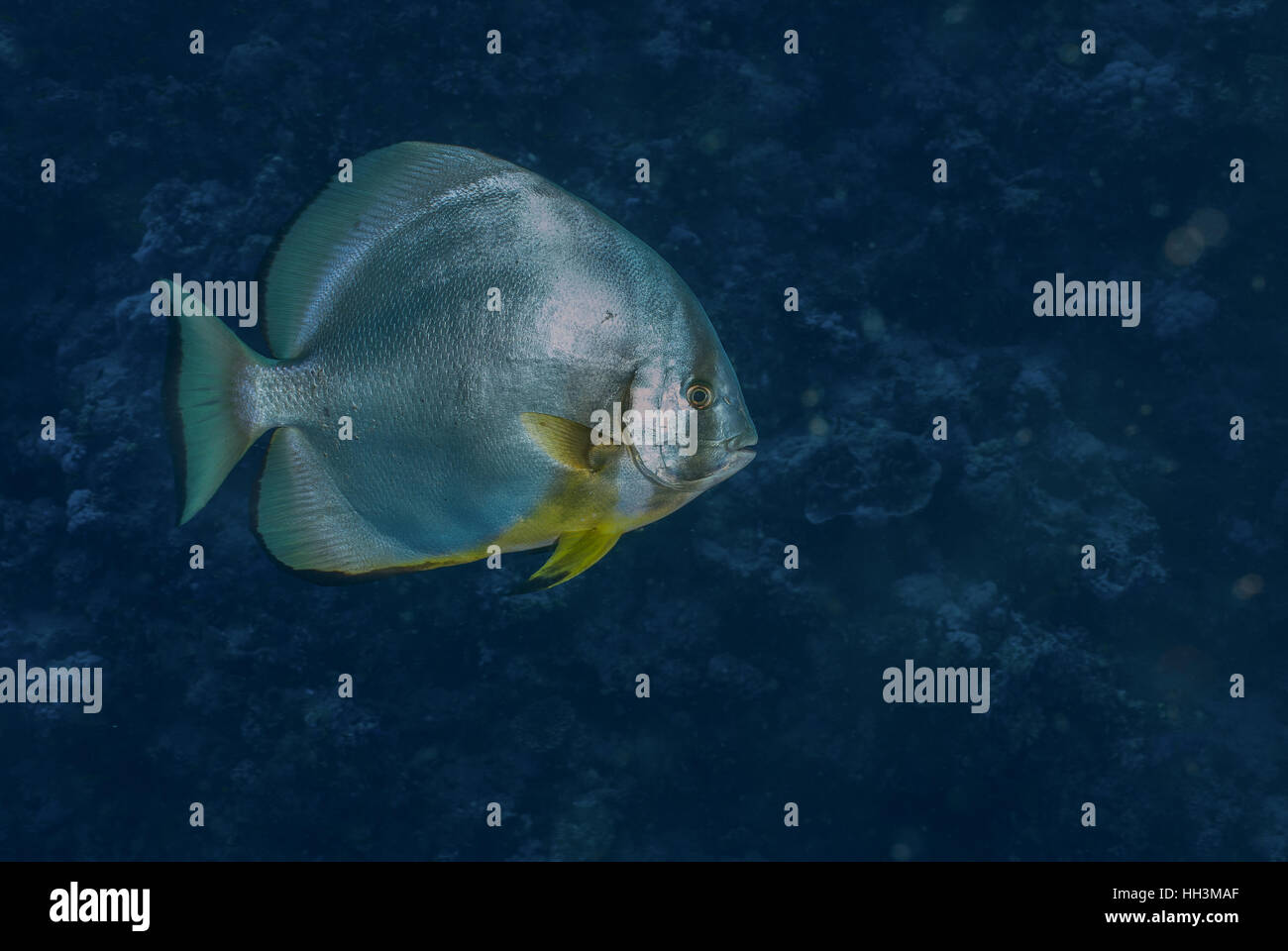 Longfin spadefish, Platax teira, Ephippidae, Red Sea, Sharm el-Sheikh, Egypt Stock Photo