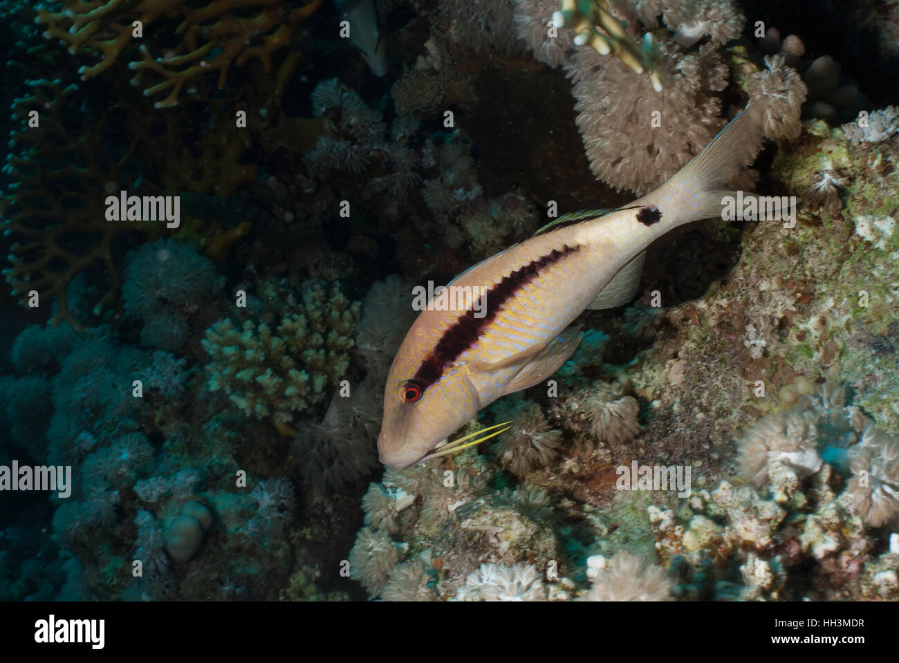 Longbarbel goatfish, Parapeneus macronema, Mullidae, Red Sea, Sharm el-Sheikh, Egypt Stock Photo