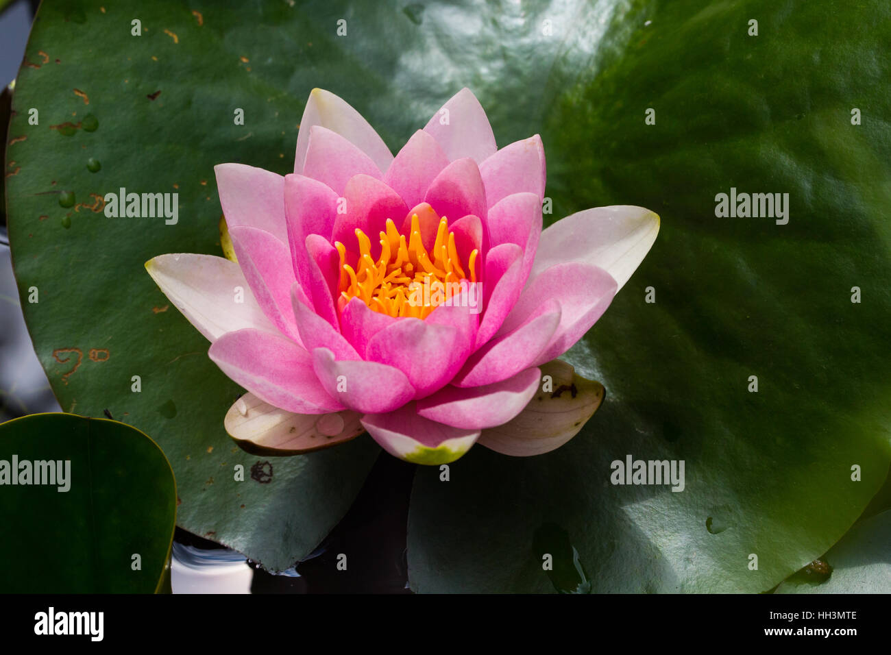 natural pink blossom of nymphaea flower with leaf Stock Photo