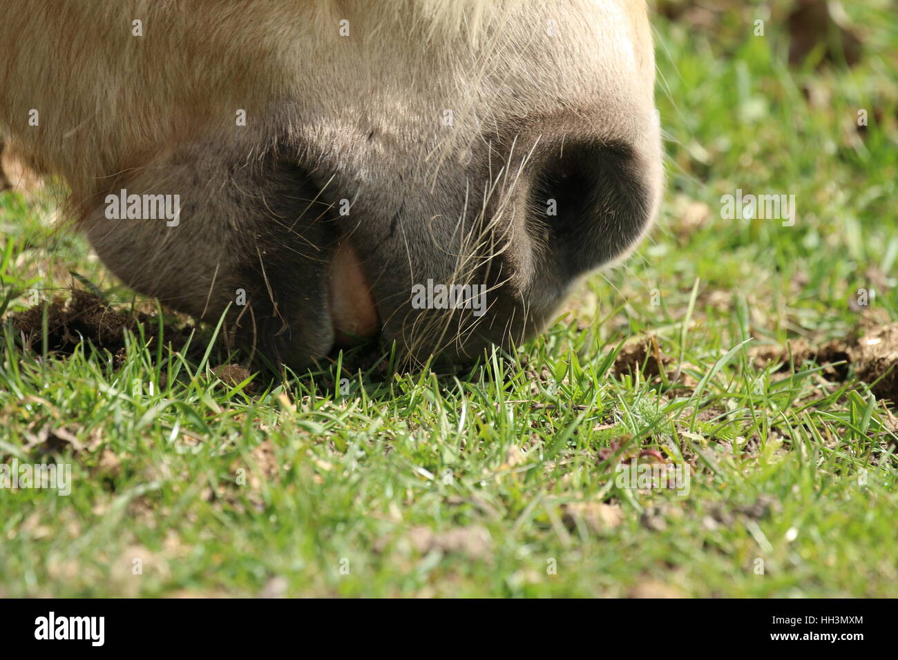 Horse on the pasture Stock Photo Biology Diagrams