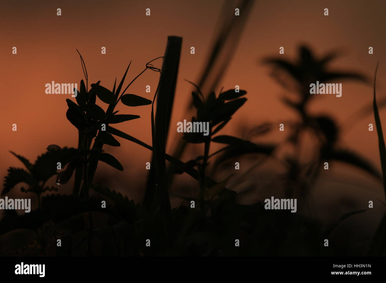 Pflanze Strauch im Sonnenuntergang Stock Photo