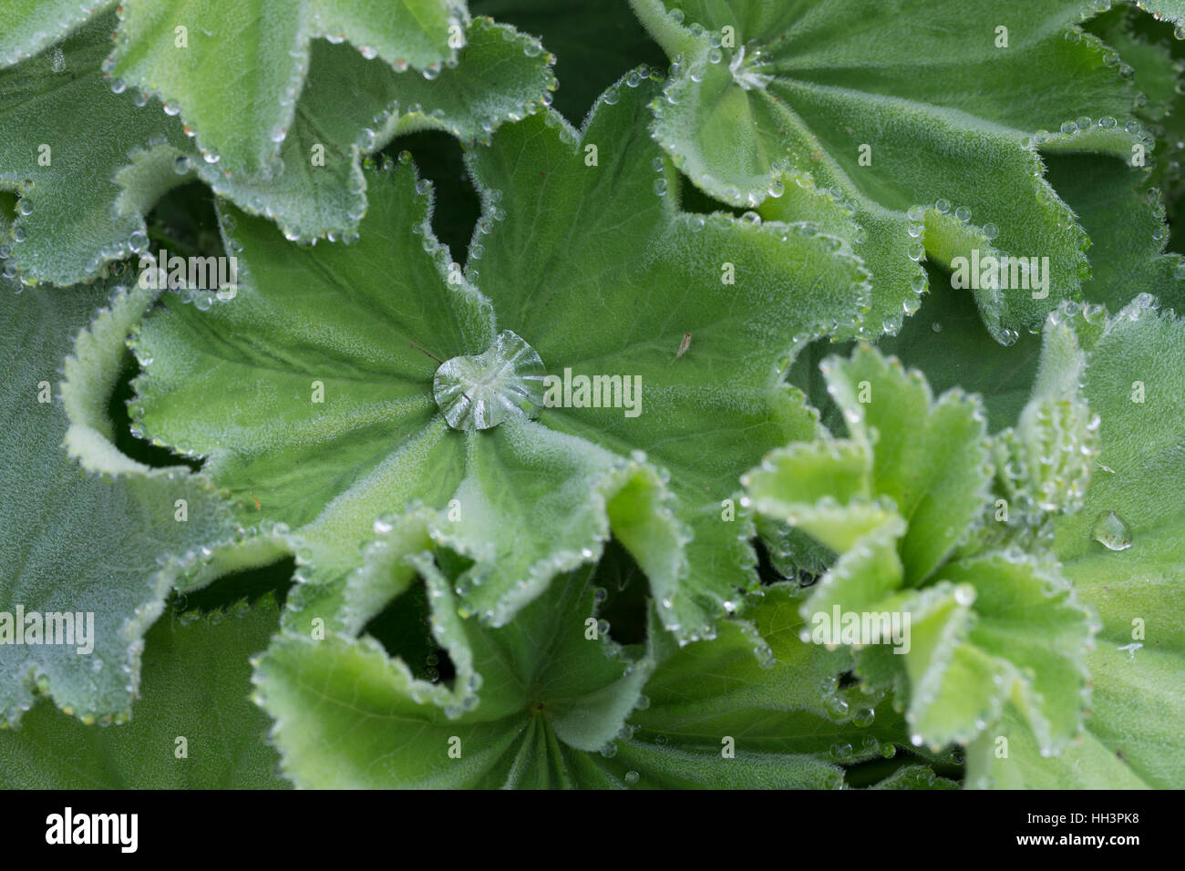 Frauenmantel, Blatt, Blätter besitzen am Ende der Blattzipfel Wasserspalten (passive Hydathoden), aus diesen wird Wasser abgeschieden, Guttation, Gutt Stock Photo