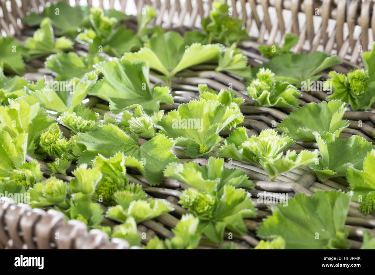 Frauenmantel, Blätter und Blüten werden auf Tablett getrocknet, Trocknung, Ernte, Frauenmantel, Alchemilla mollis Stock Photo
