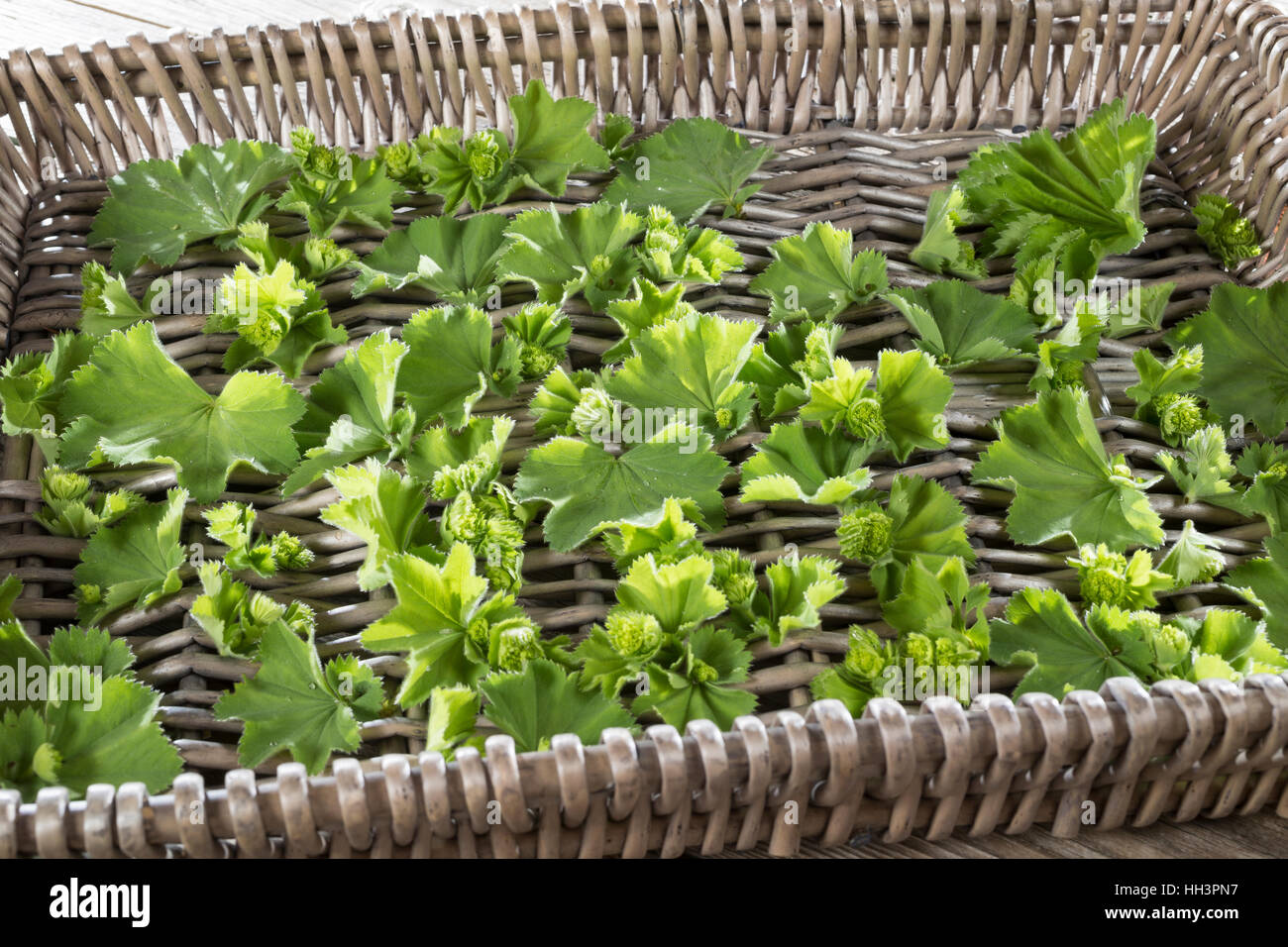 Frauenmantel, Blätter und Blüten werden auf Tablett getrocknet, Trocknung, Ernte, Frauenmantel, Alchemilla mollis Stock Photo