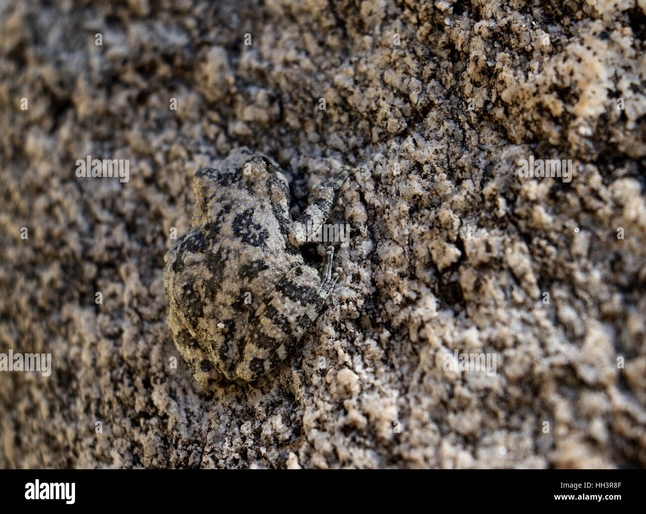 canyon tree frog camouflage on granite rock in Arizona creek Stock Photo