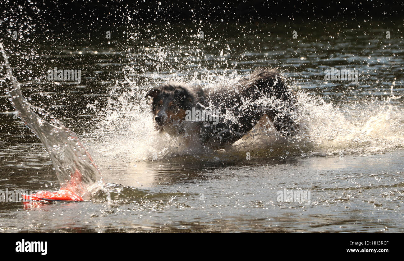 Dog Australian shepherd chasing toy in river, Ohio Little Miami River Stock Photo