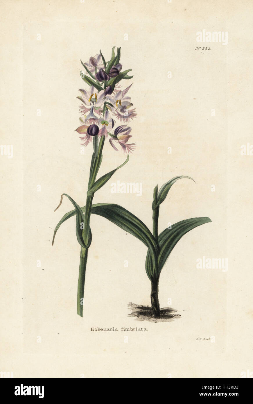 Greater purple fringed orchid, Platanthera grandiflora (Habenaria fimbriata). Handcoloured copperplate engraving by George Cooke from Conrad Loddiges' Botanical Cabinet, Hackney, London, 1821. Stock Photo