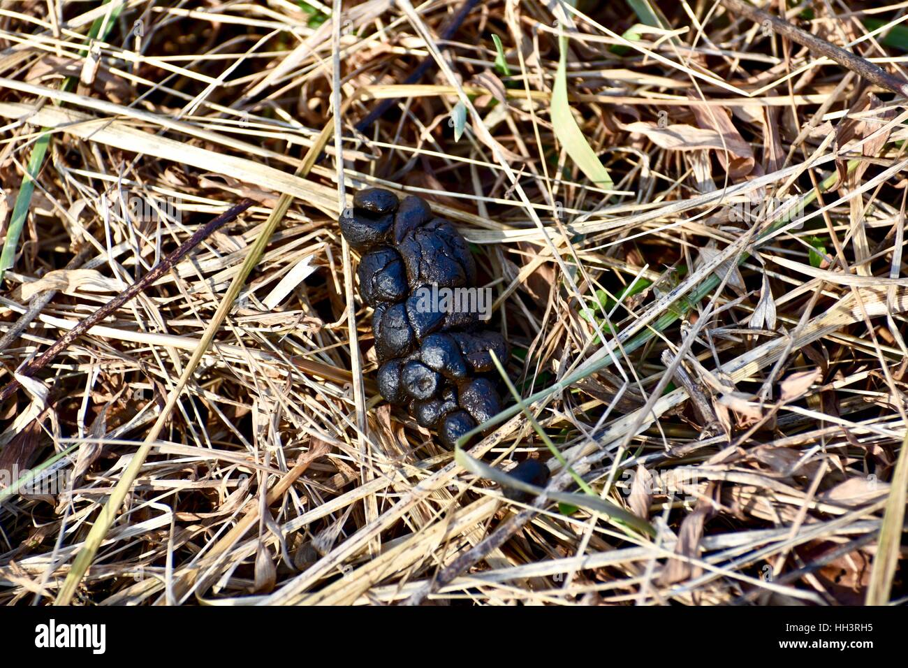 Deer poop on the ground in an open field Stock Photo Alamy