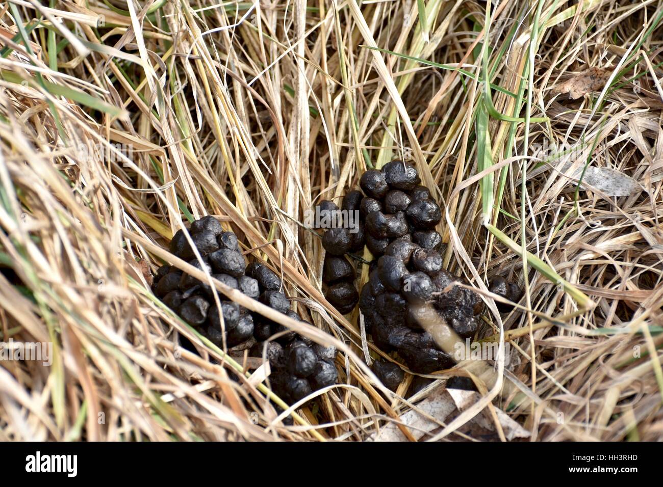 Deer poop on the ground in an open field Stock Photo 131006105 Alamy