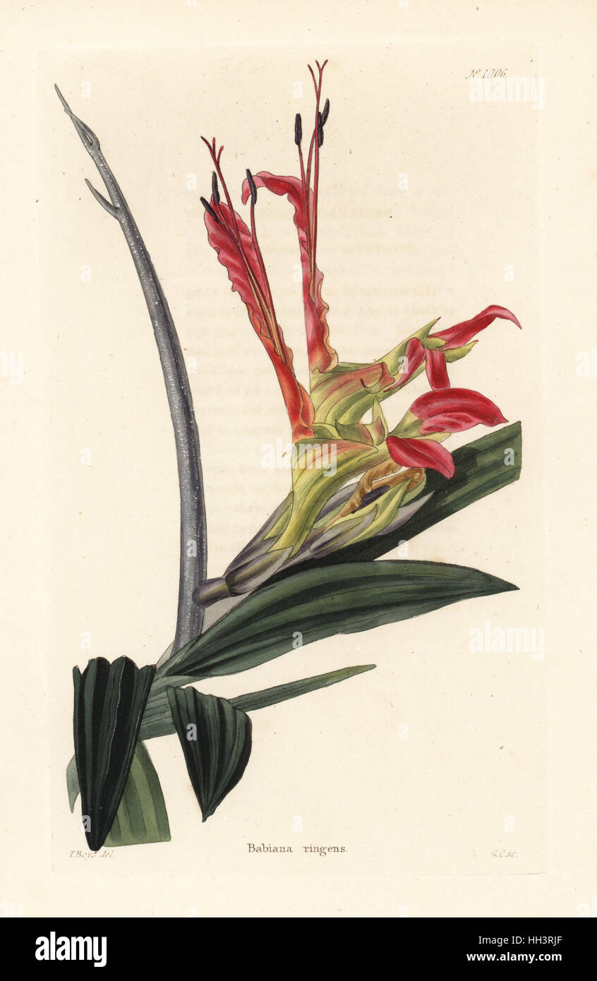 Rat's tail, Babiana ringens. Handcoloured copperplate engraving by George Cooke after Thomas Shotter Boys from Conrad Loddiges' Botanical Cabinet, Hackney, 1825. Stock Photo
