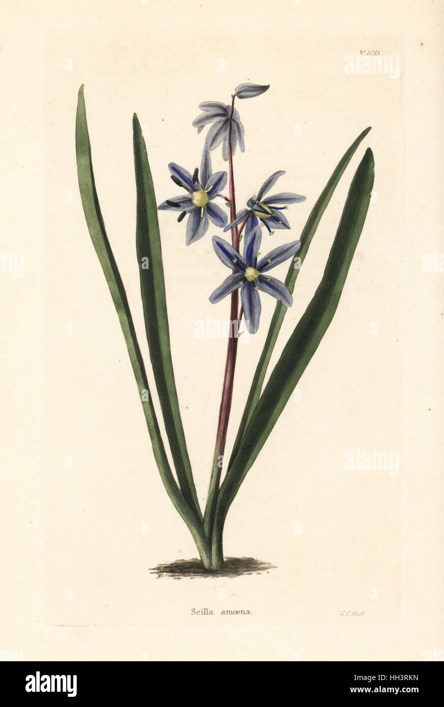Squill, Scilla amoena. Handcoloured copperplate engraving by George Cooke from Conrad Loddiges' Botanical Cabinet, Hackney, 1825. Stock Photo
