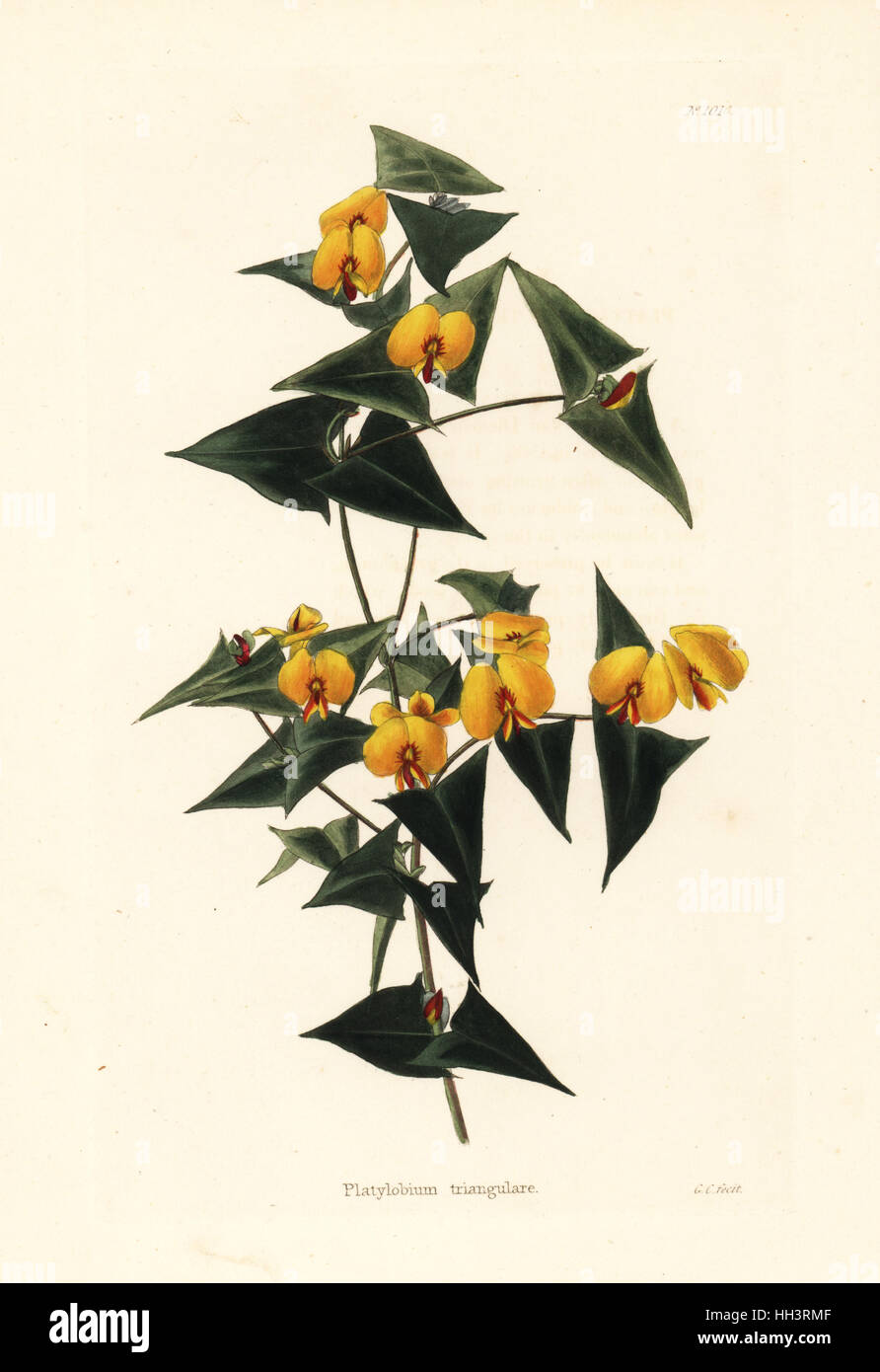 Ivy flat-pea, Platylobium triangulare. Handcoloured copperplate engraving by George Cooke from Conrad Loddiges' Botanical Cabinet, Hackney, 1825. Stock Photo
