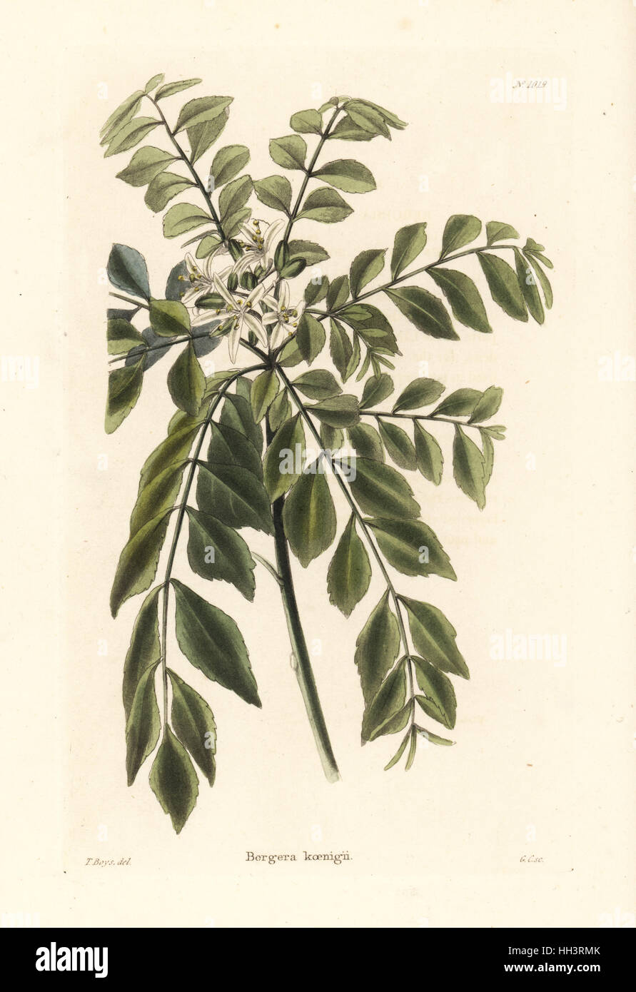 Curry tree or curry leaf tree, Murraya koenigii (Bergera koenigii