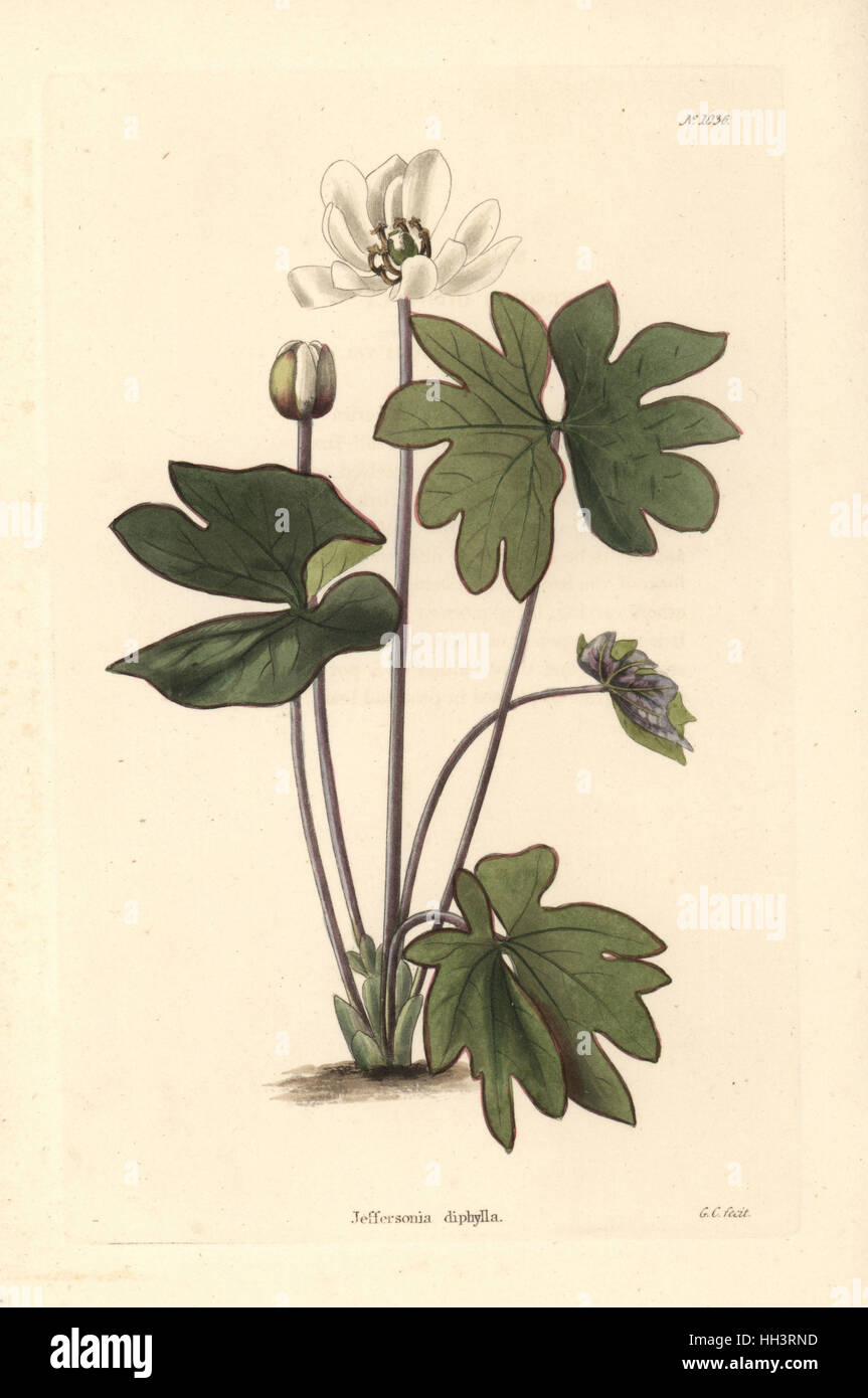 Twinleaf or rheumatism root, Jeffersonia diphylla. Handcoloured copperplate engraving by George Cooke from Conrad Loddiges' Botanical Cabinet, Hackney, 1825. Stock Photo