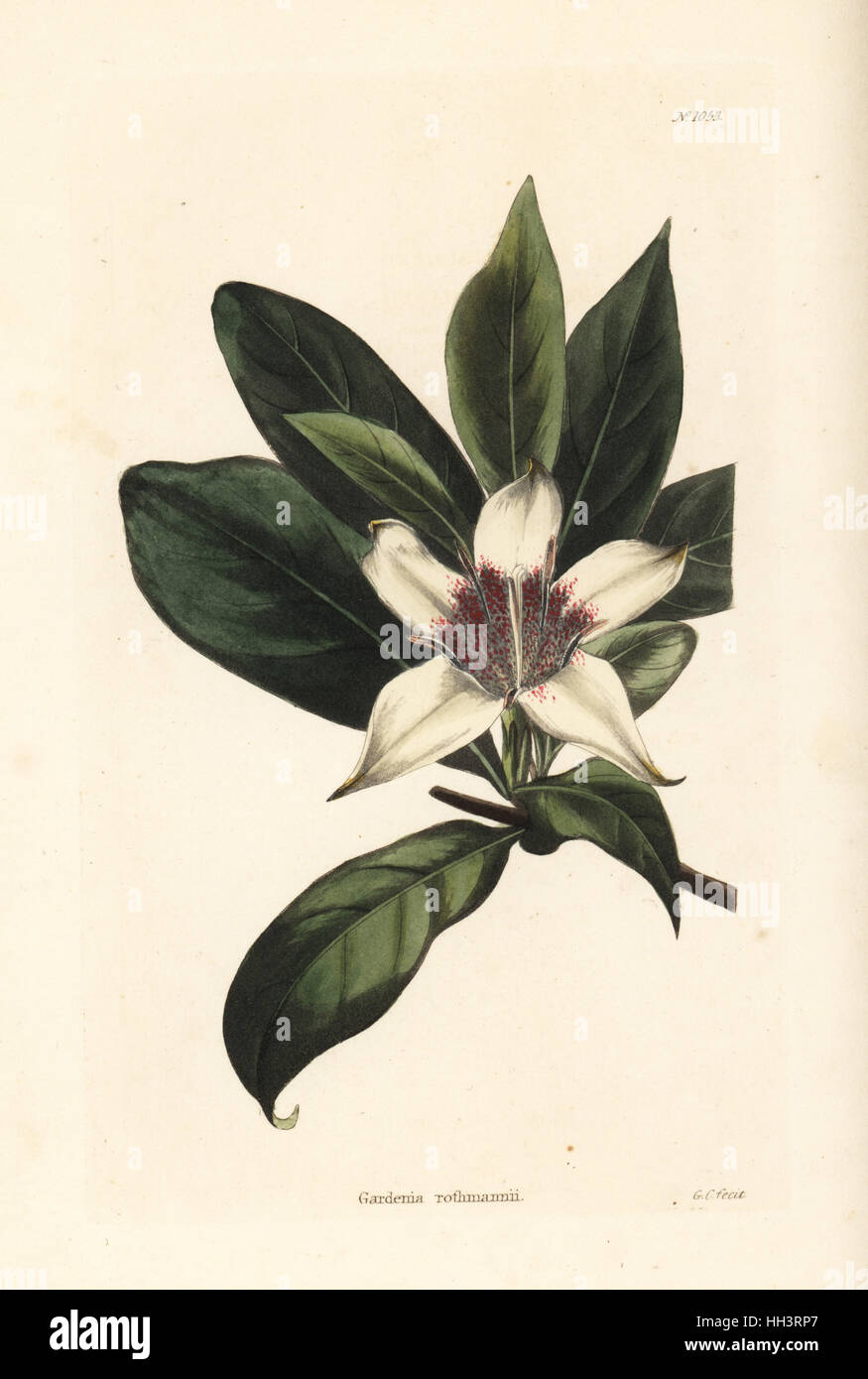 Bell gardenia, Rothmannia capensis (Gardenia rothmannii). Handcoloured copperplate engraving by George Cooke from Conrad Loddiges' Botanical Cabinet, Hackney, 1825. Stock Photo